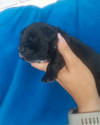 Cocker spaniel inglese con Pedigree