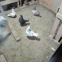 Colombi di grossa taglia