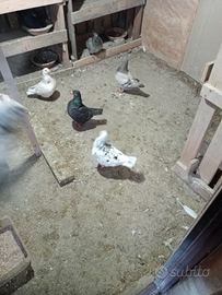 Colombi di grossa taglia