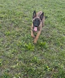 Cucciolo di pastore belga Malinois