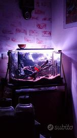 Acquario con piante arredi e scatola per trasporto