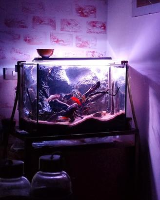 Acquario con piante arredi e scatola per trasporto