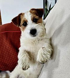 Jack Russell cuccioli