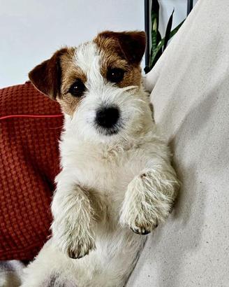 Jack Russell cuccioli