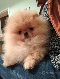 Spitz tedesco nano pomerania