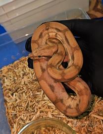 Boa constrictor baby