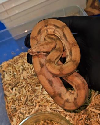 Boa constrictor baby