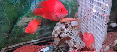 Pesce pappagallo rosso