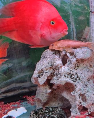 Pesce pappagallo rosso