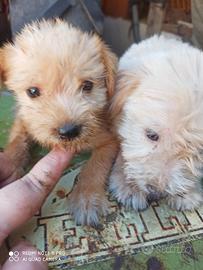 incrocio maltese 