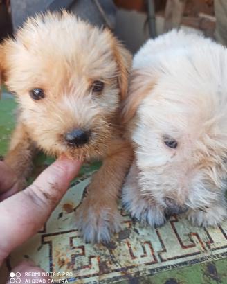 incrocio maltese 