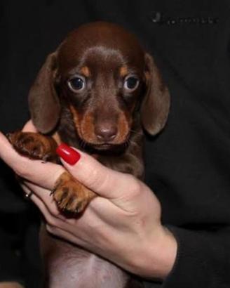 Cuccioli bassotto kaninken chocolate