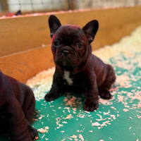 Ultime tre bulldog francesi esotici