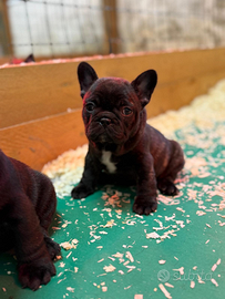 Ultime tre bulldog francesi esotici