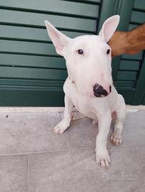 Bull terrier