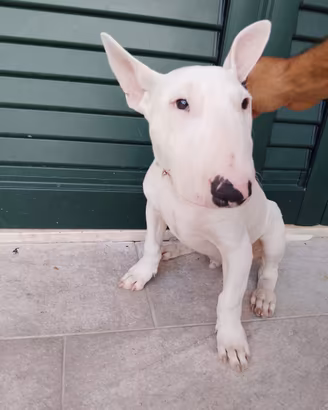 Bull terrier
