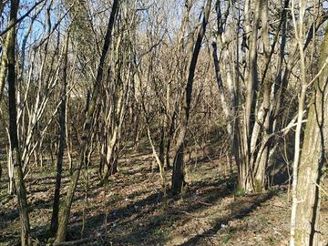BOSCO A SAN FLORIANO DEL COLLIO