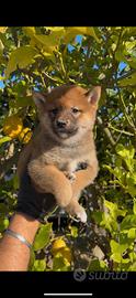 Shiba inu