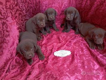 Labrador con pedigree lastre e test genetici