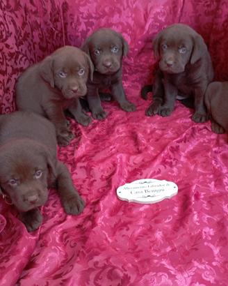 Labrador con pedigree lastre e test genetici