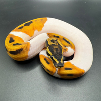 Pitoni reali 2025 disponibili