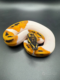 Pitoni reali 2025 disponibili