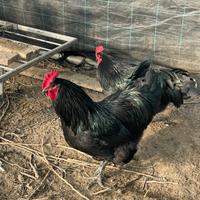 Galli Australorp e Marans