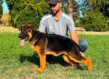 Cucciola Pastore tedesco