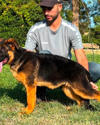 Cucciola Pastore tedesco