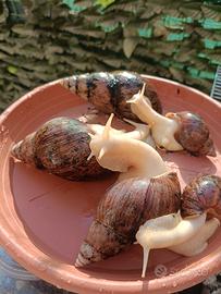 Chiocciole Giganti Africane Lissachatina varie