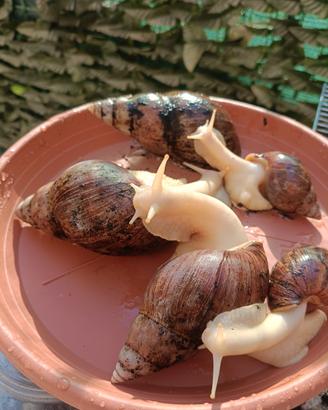 Chiocciole Giganti Africane Lissachatina varie