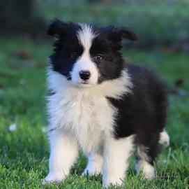 Border collie alta genealogia