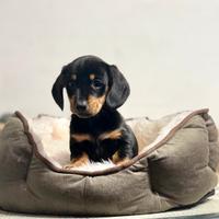 Cuccioli di bassotti nani kaninchen