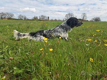 Setter inglese bianco nero per la caccia