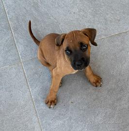 Cani corso