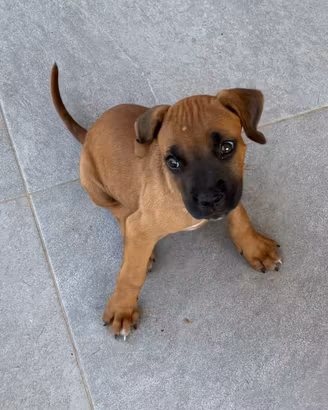 Cani corso