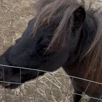 Cavallino Falabella Nero