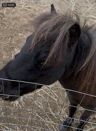 Cavallino Falabella Nero