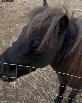 Cavallino Falabella Nero
