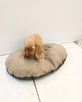 Cuccioli di cocker spaniel