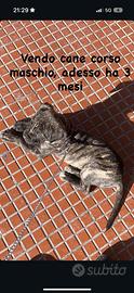 Cane corso
