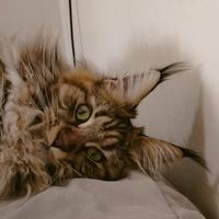 Maine coon