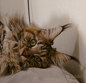 Maine coon
