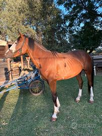 Cavallo Paint