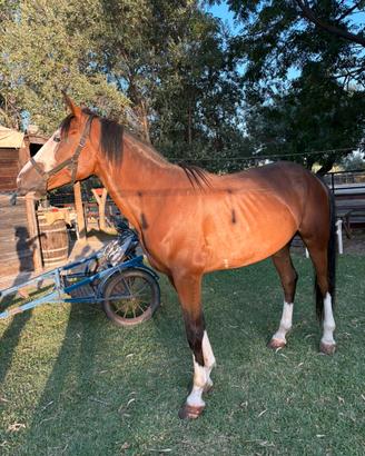 Cavallo Paint