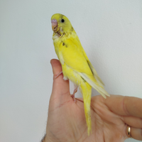 Cocorite allevate a mano