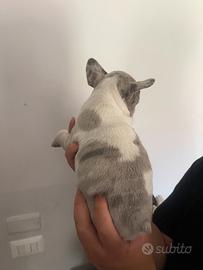 Animali