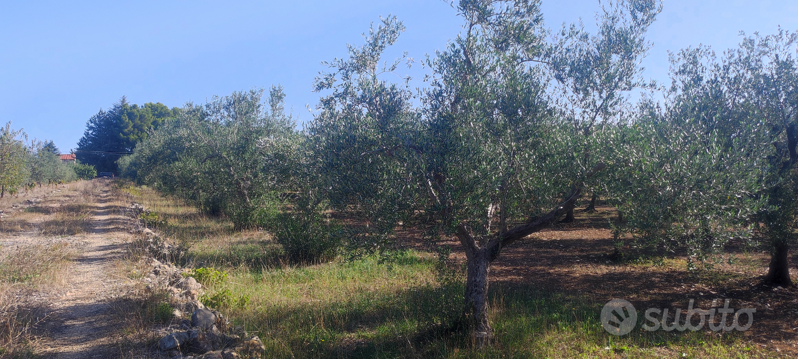 Terreno agricolo - Vista 3