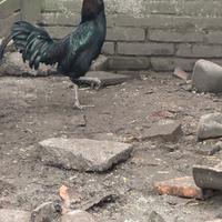 Gallo Aseel