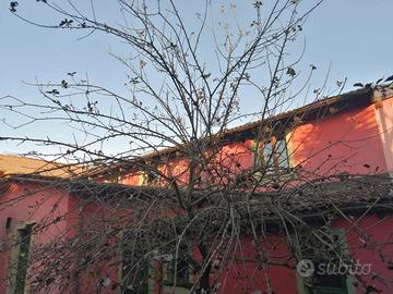 RGE 369/2024 Trib Pavia